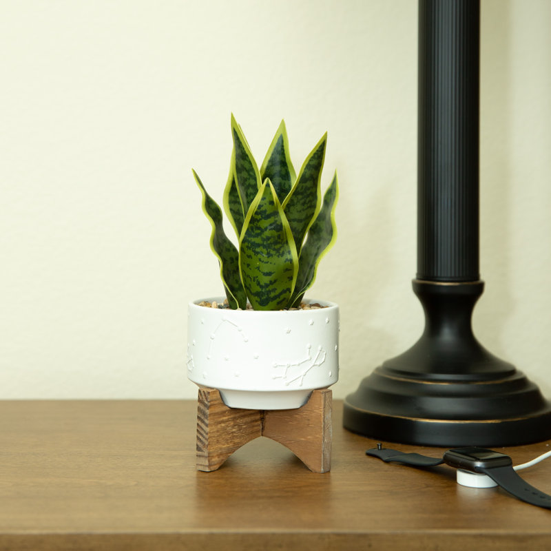 5,75 po plante de serpent artificielle en pot