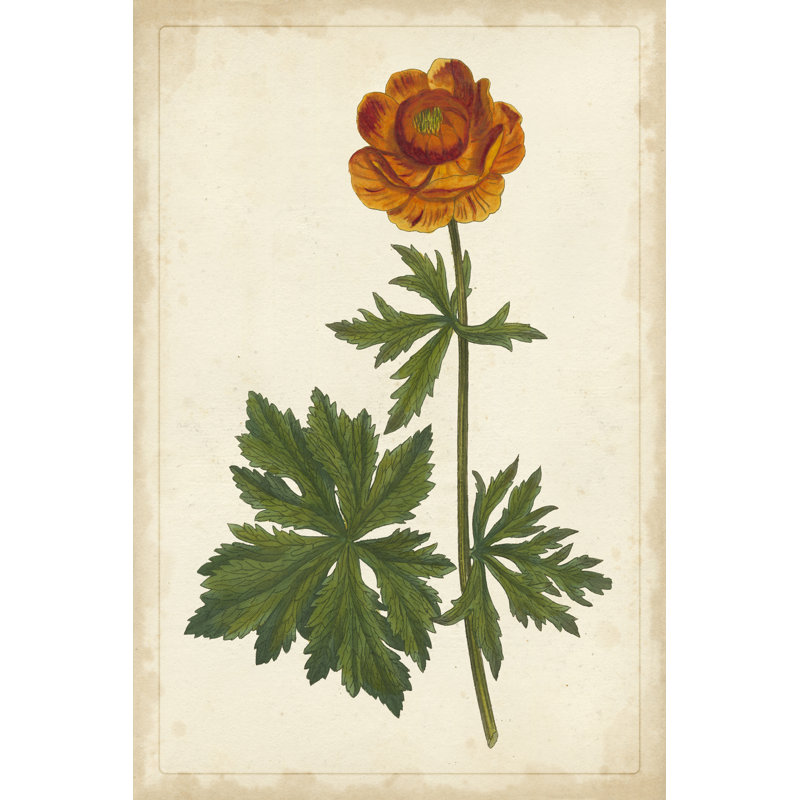 Vibrant Botanicals V - Wrapped Canvas Art Prints, 46cm H x 30cm W x 3.8cm D