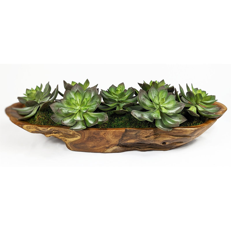 Handcrafted Teak Wood Succulent Centerpiece with Moss
