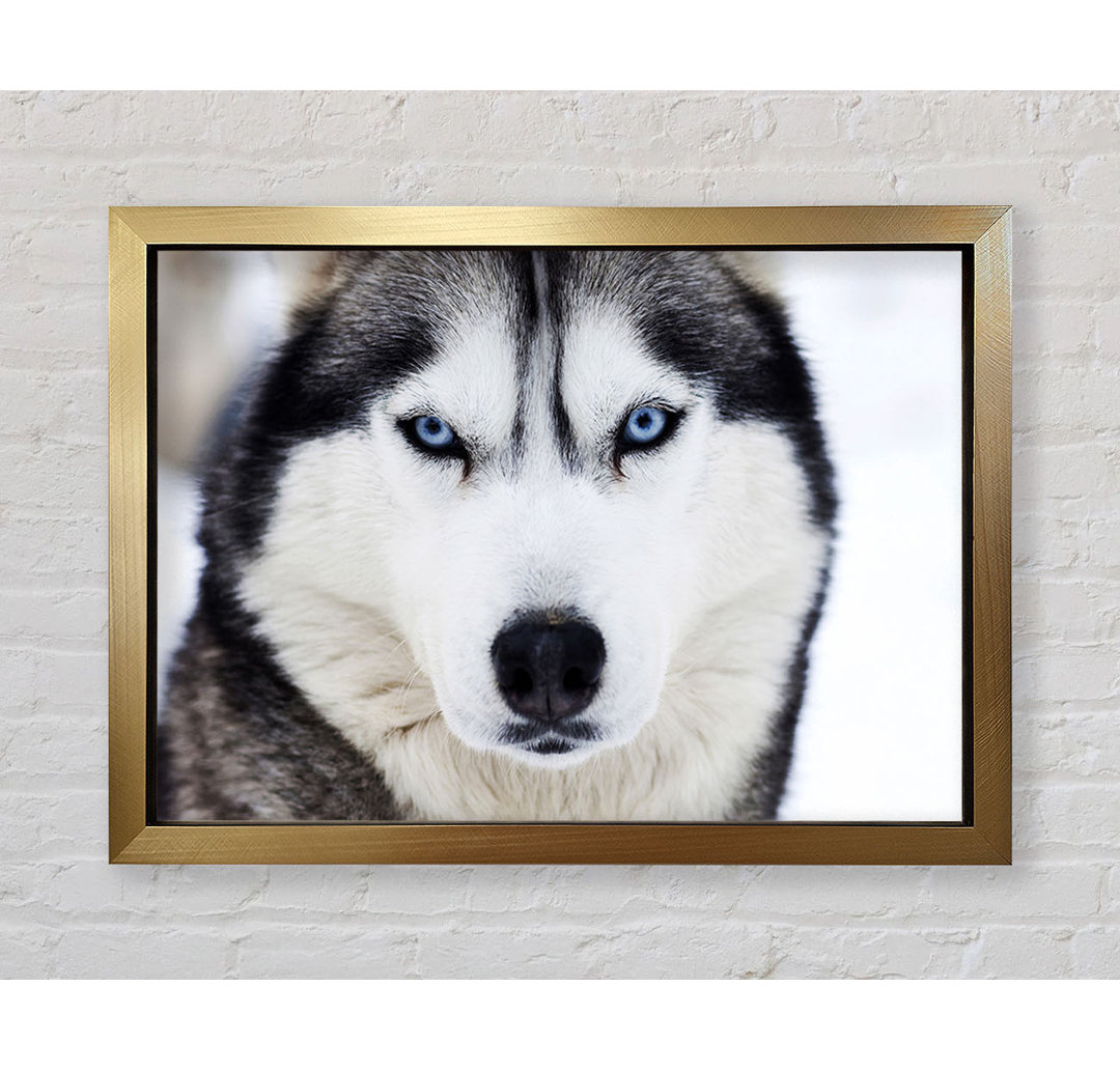 Husky Hund Schnee Gesicht - Einzelner Bilderrahmen Kunstdrucke