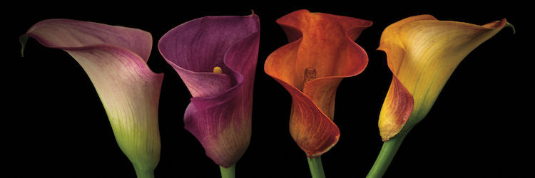 Jewel Calla Lilies par Assaf Frank - Impression sur toile tendue sur châssis, H 12 po x l 36 po x P 1,5 po