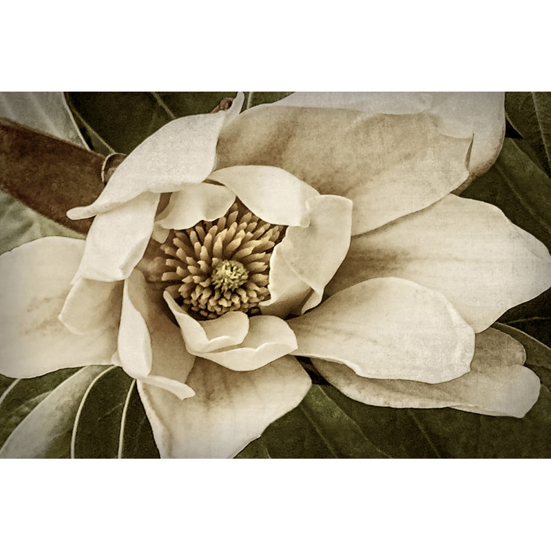 Classic Magnolia I, H 8 po x l 12 po x P 1,25 po