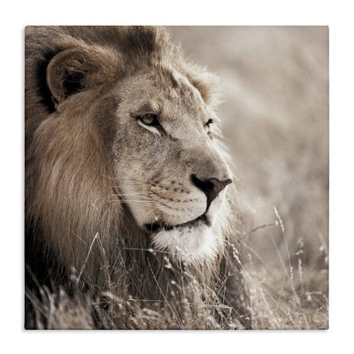 «Strong Gazing Lion», art mural sur toile par Danita Delimont