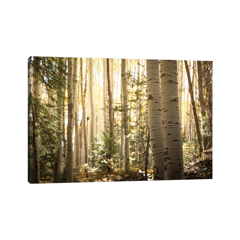 Morning Light In The Aspen Grove Ii by Ann Hudec - Wrapped Canvas Print, 66.04 cm H x 45.72 cm W x 3.175 cm D