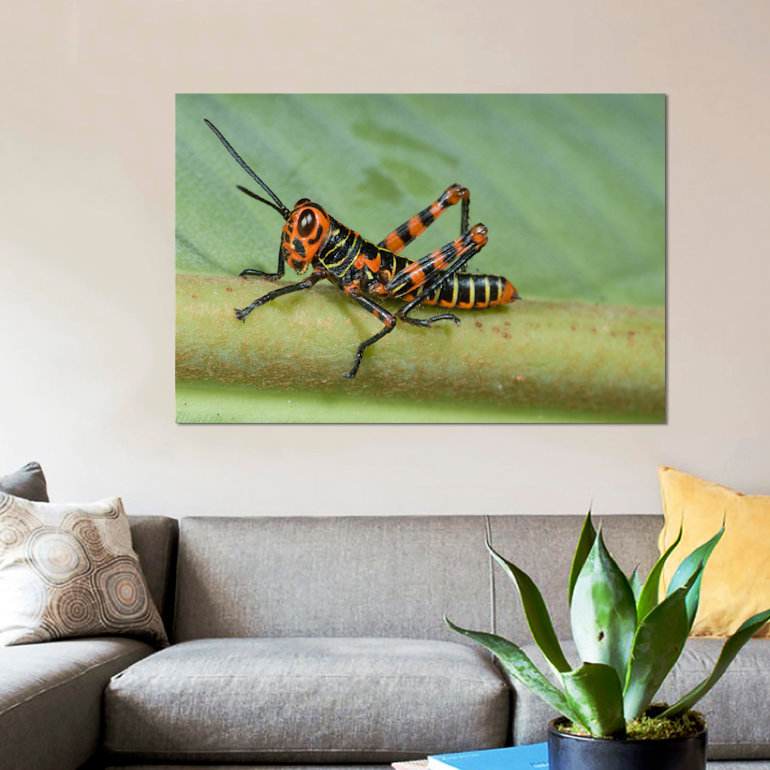 « lubber sauterelle juvénilee costa rica », reproduction de photo sur toile, H 18 po x l 26 po x P 1,5 po, Toile tendue