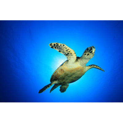 Sea Turtle by Richcarey - Wrapped Canvas Print