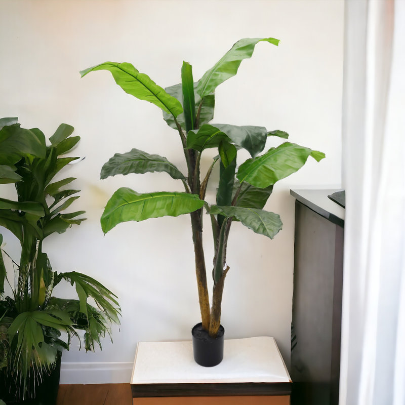 48" Tall Banana Tree Plant