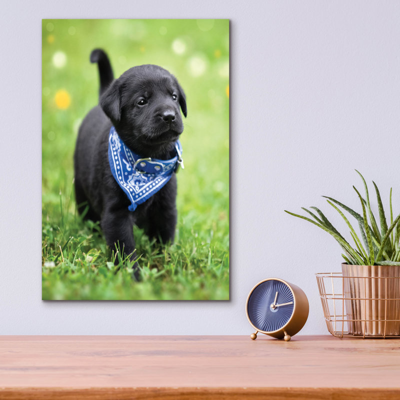 «Black Lab Pup 1» par Jonathan Ross, H 16 po x l 12 po x P 0,13 po