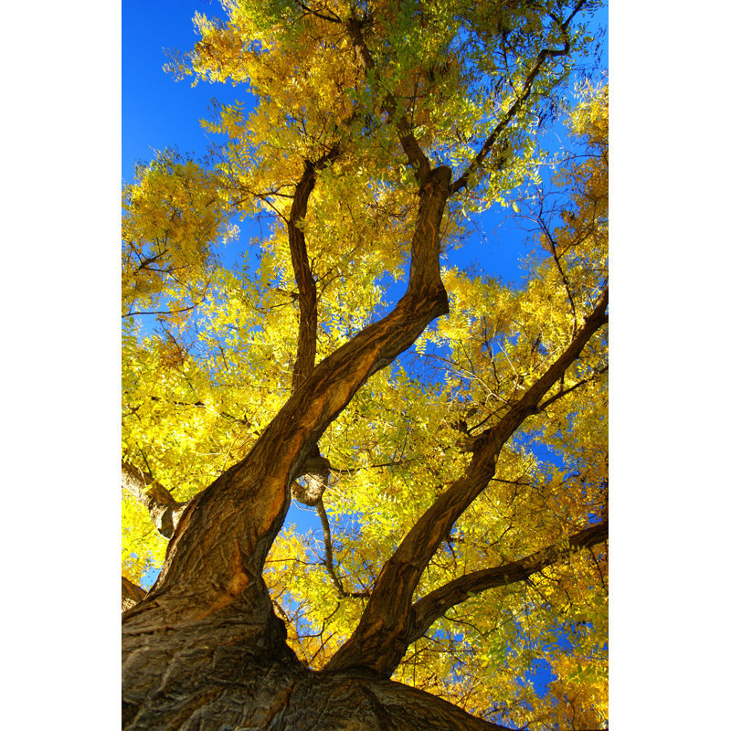Abstract Autumn by Amygdala_imagery - Wrapped Canvas Print, 46cm H x 30cm W