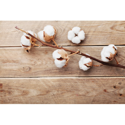 Cotton Flowers On Rustic Wooden Table From Above, Flat Lay by Olha_Kostiuk - Wrapped Canvas Print