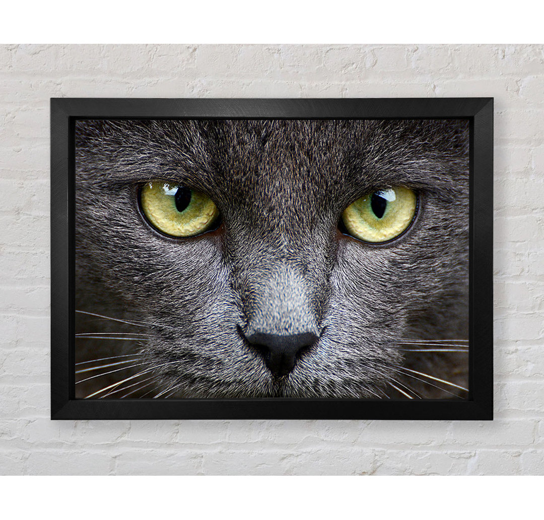 Smokey Grey Cat - Einzelner Bilderrahmen Kunstdrucke