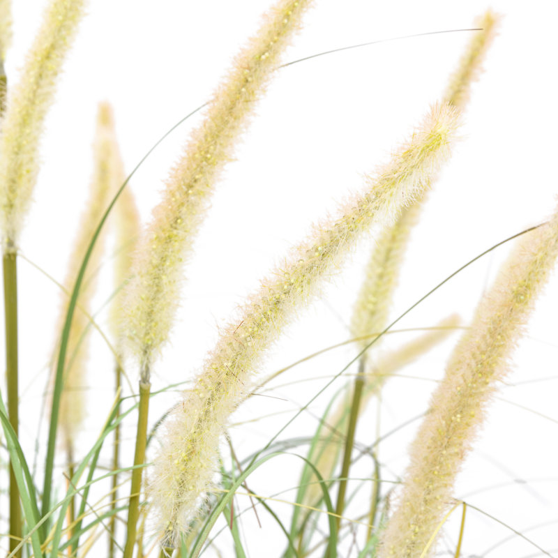 Potted Grass with Cattail Seed Heads (5pk), 81'' H x 50'' W x 50'' D