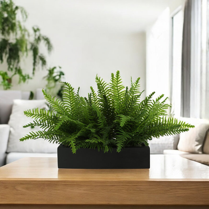 Outdoor UV Rated Ferns Arranged in Fiberstone Planter, Black, 16" H x 27" W