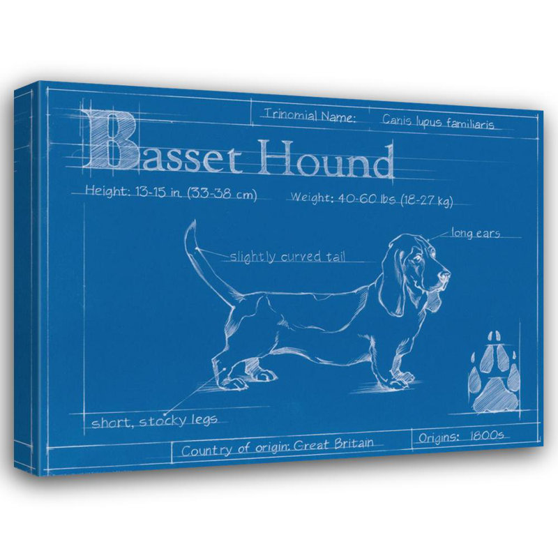 Plan du Basset hound, H 19 po x l 24 po