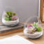 Mini terrarium en verre Jaymin