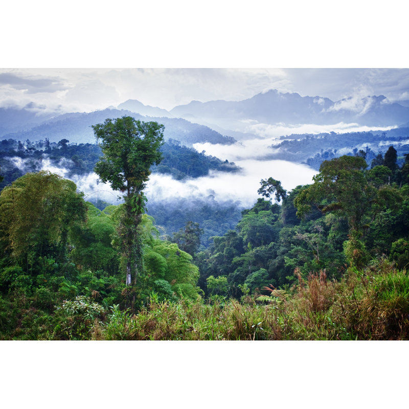 Rainforest by Kalistratova - No Frame Print on Canvas, 20cm H x 30cm W