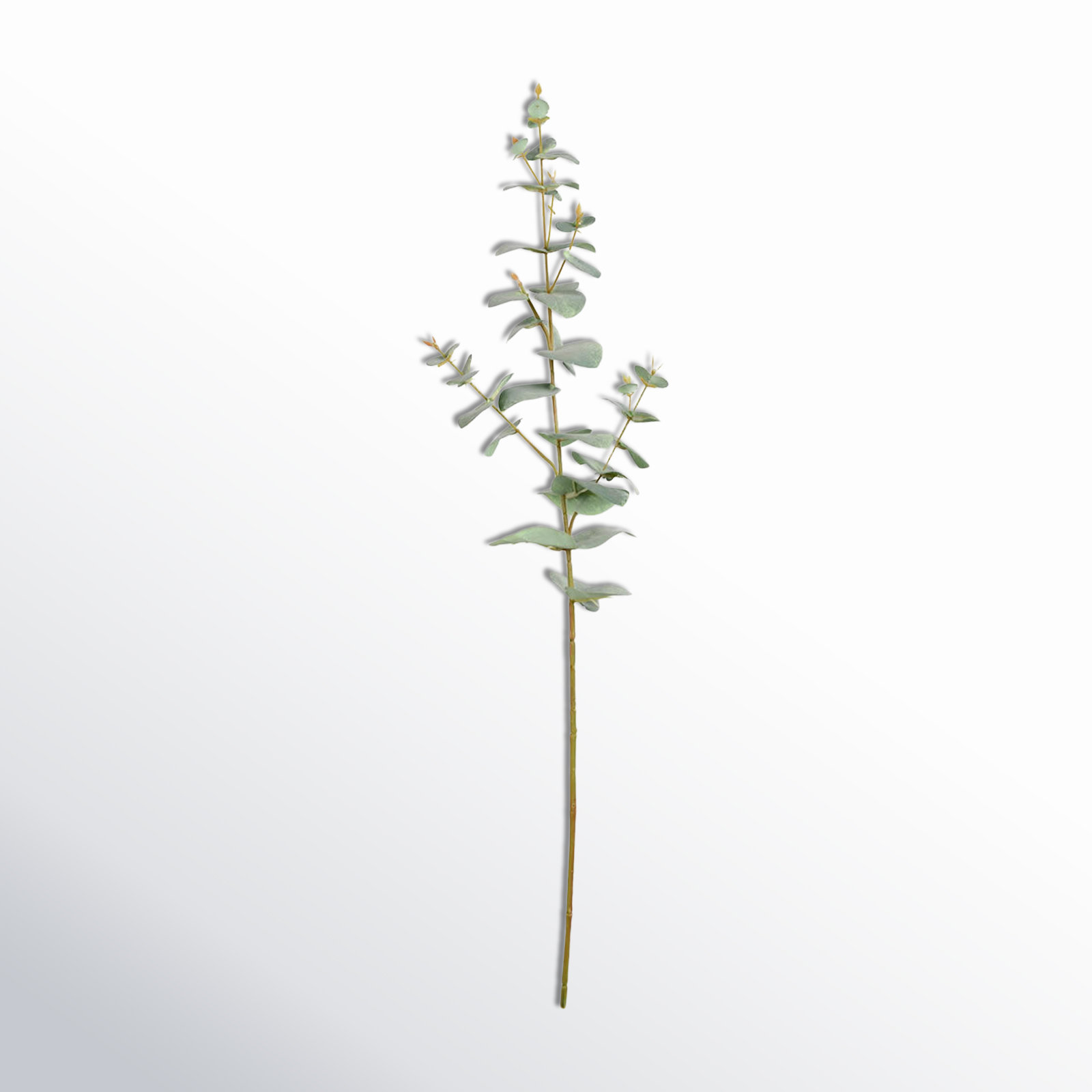 Eucalyptus Floral Stems