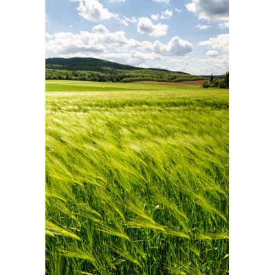 Haruka Cereal Field - Wrapped Canvas Print
