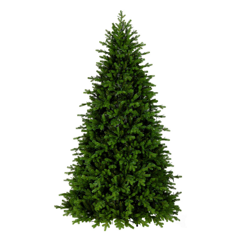Princeton Fraser Fir Tree