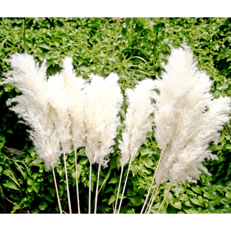 Plante grimpante 17 po Atalaya, 20, Blanc