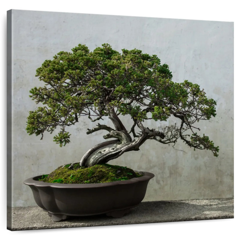 Harnek Pine Tree Bonsai, 24'' H x 24'' W
