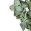 D23,6 po, couronne d'eucalyptus, vert