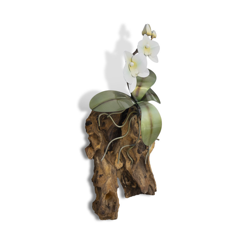 Orchidée phalaopsis, mur blanc