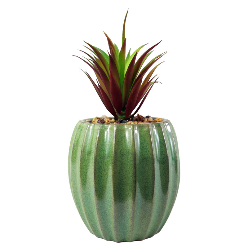 Annistin 20cm Plant