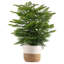 Costa Farms Indoor Norfolk Island Pine House Plant in 10-inch Holiday Décor