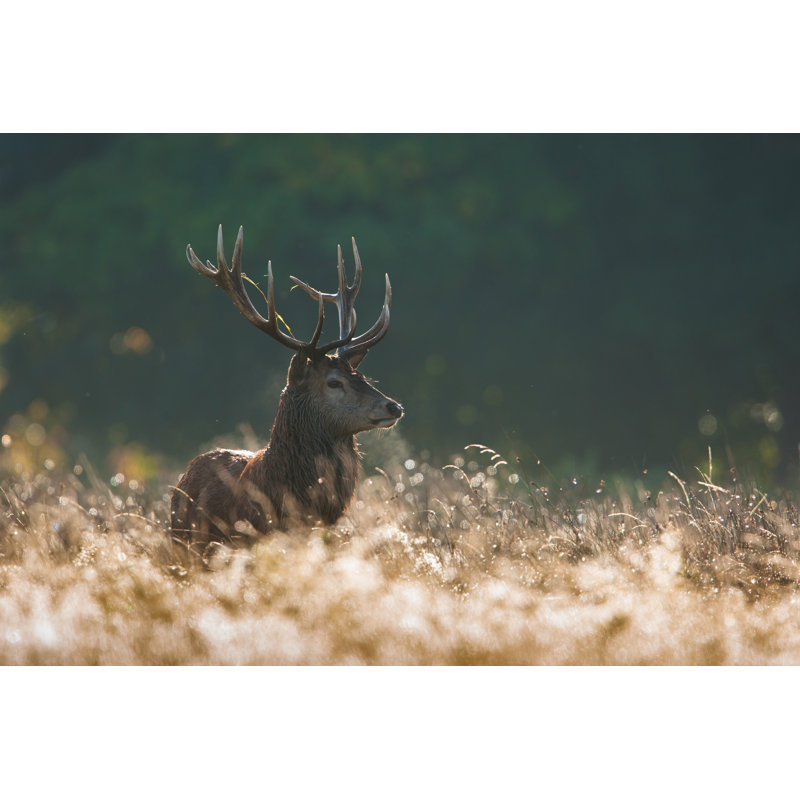 Red Deer by DamianKuzdak - Wrapped Canvas Print, 51cm H x 76cm W x 3.8cm D