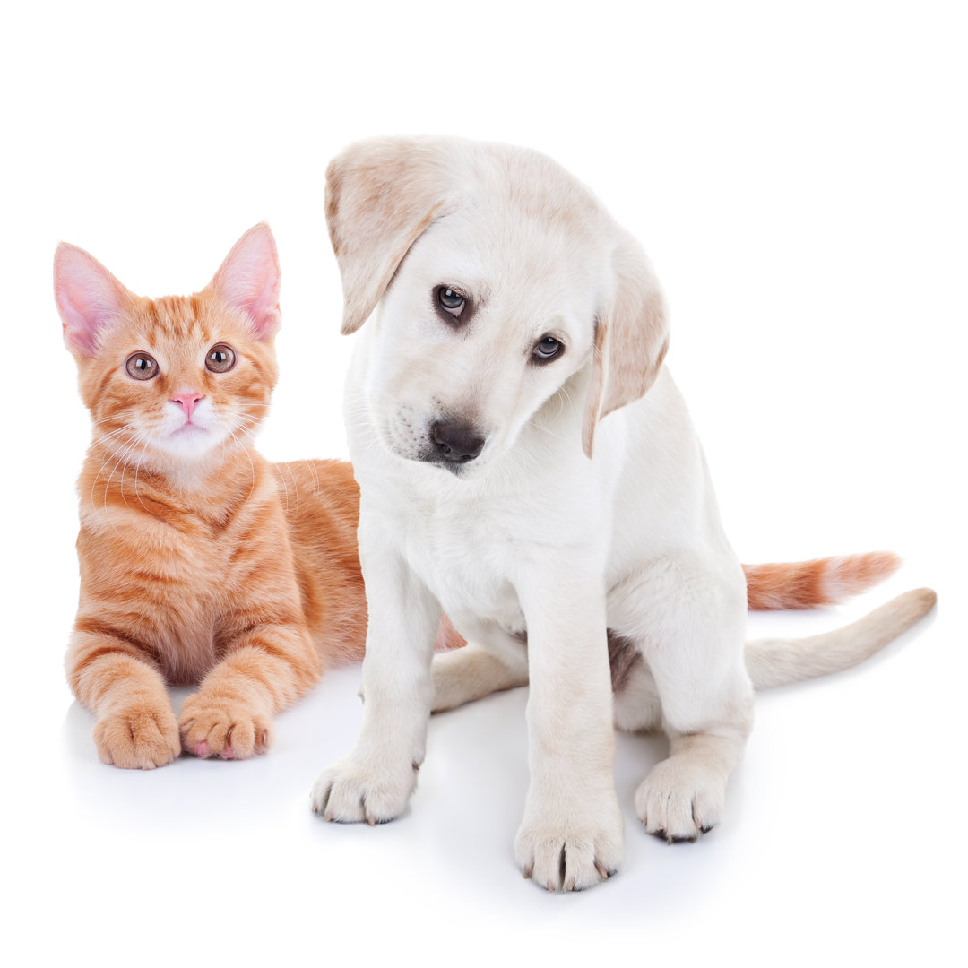 Puppy Dog And Kitten Cat Pets
