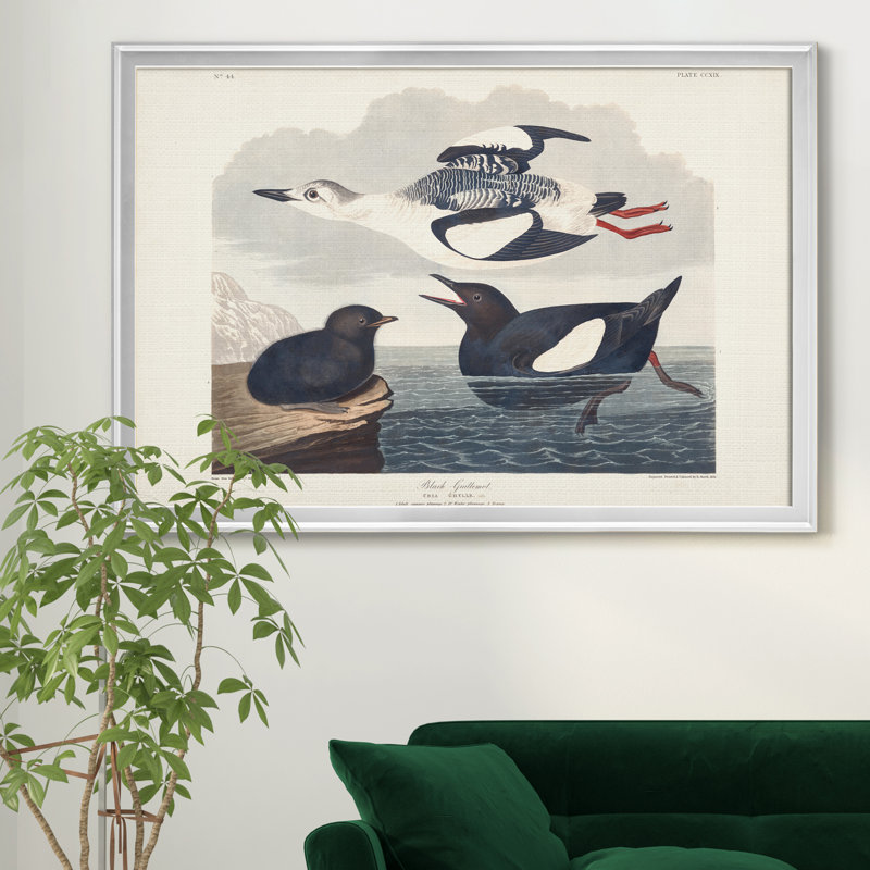 «Black Gillemot» - reproduction de photo encadrée sur toile, H 18,5 po x l 24,5 po x P 1,5 po, Argent