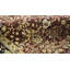 Marquis Wool Oriental Area Rug