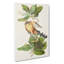Mangrove Cuckoo by John Audubon - Wrapped Canvas-55362845