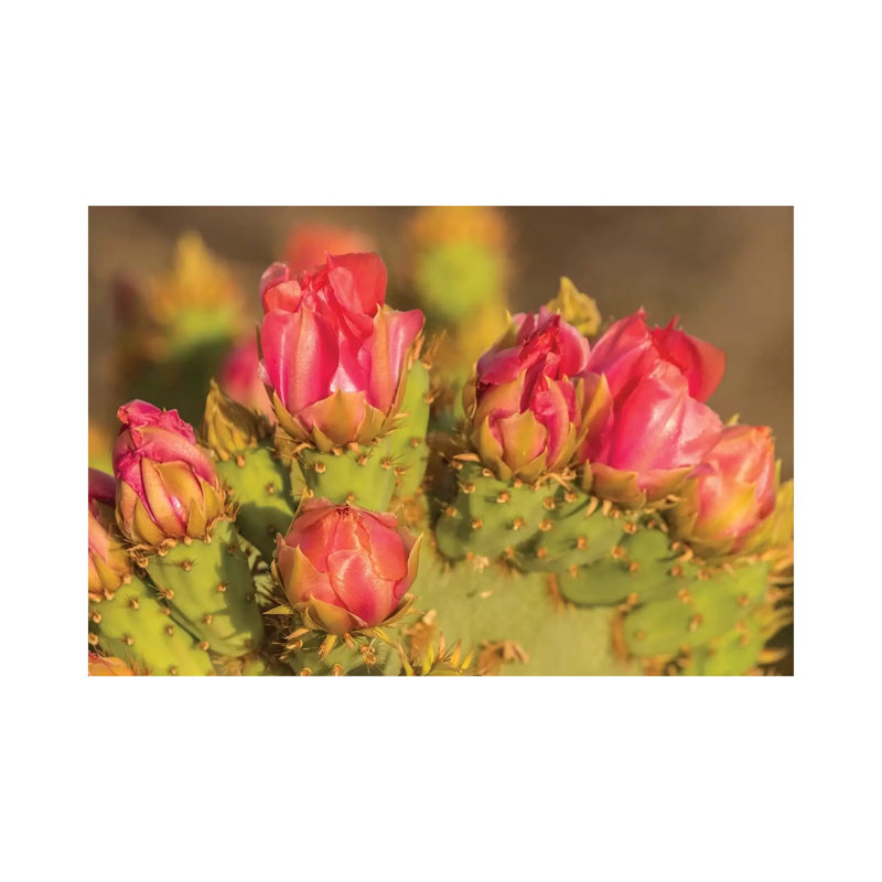 USA, Arizona, Sonoran Desert. Prickly Pear Cactus Blossoms. by Jaynes Gallery - Wrapped Canvas Gallery-Wrapped Canvas Giclée
