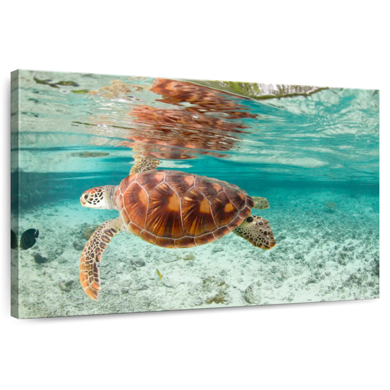 Brampt Bora Bora Sea Turtle, 30" H x 45" W