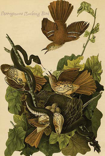 Oiseaux moqueux ferruginous-impression d’art graphique, H 66 po x l 44 po x P 1,5 po