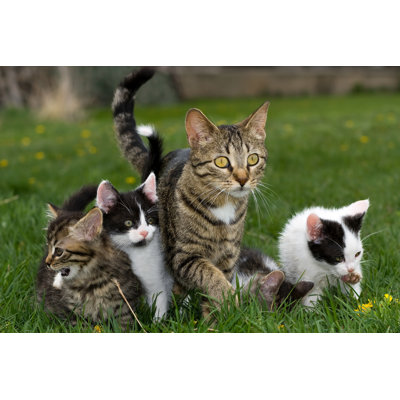 Kittens And Cat - Wrapped Canvas Print