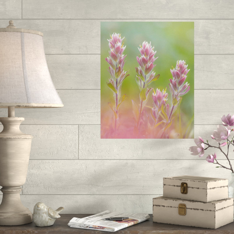 « indien paintbrush i », reproduction de photo, H 28 po x l 22 po x P 0,01 po, Papier