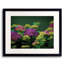 Hydrangia Print by Tom Kostes