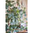 Faux Eucalyptus Tree in Pot Liner-1670759525