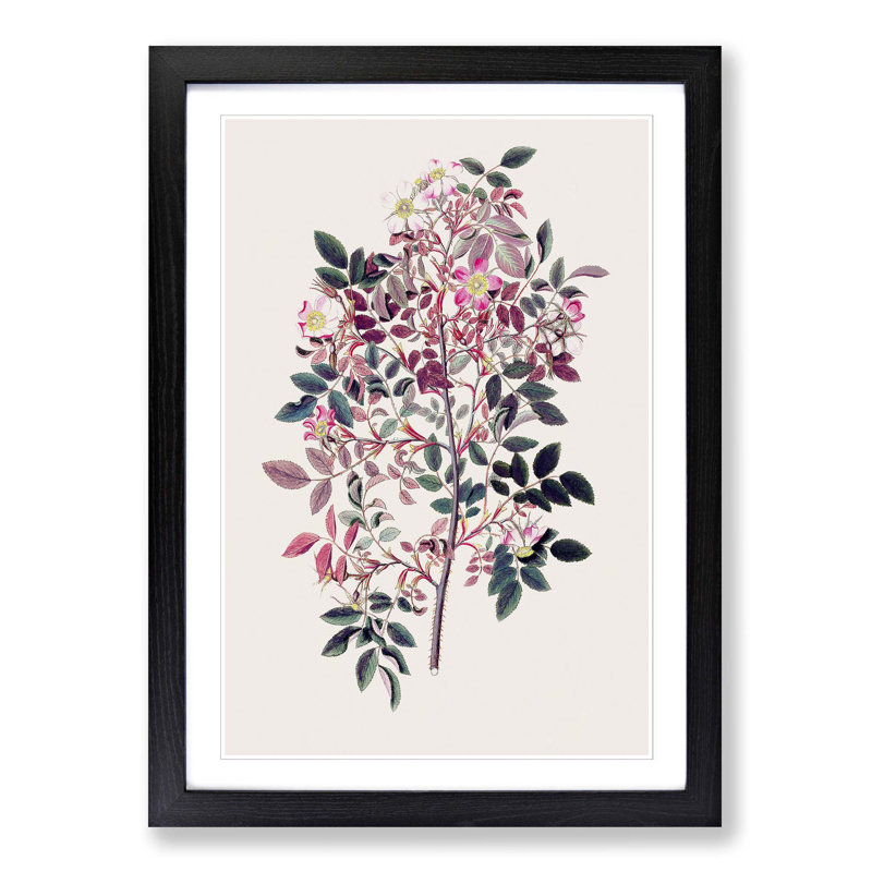 Redleaf Rose Flowers Illustration - Picture Frame Painting Print, 36cm H x 27cm W x 2cm D, Black Framed