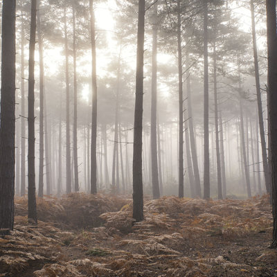 Ronquillo Forest In The Mist Wall Mural 250cm H x 318cm W