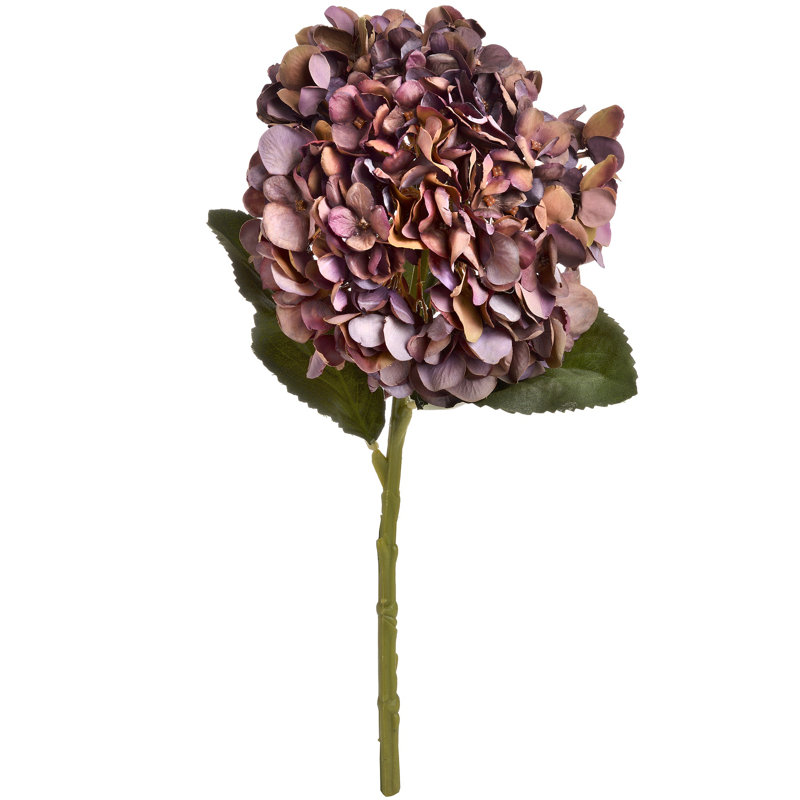 Anastasija Arrangement