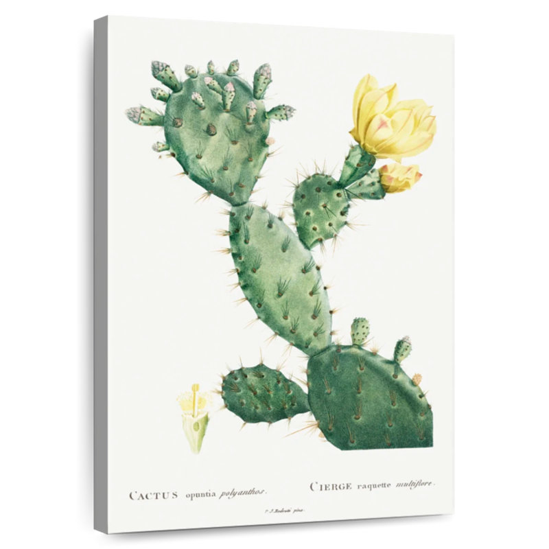 Harnek, aloès, Opuntia Polyanthos, image de l'histoire des plantes grasses, H 36 po x l 24 po