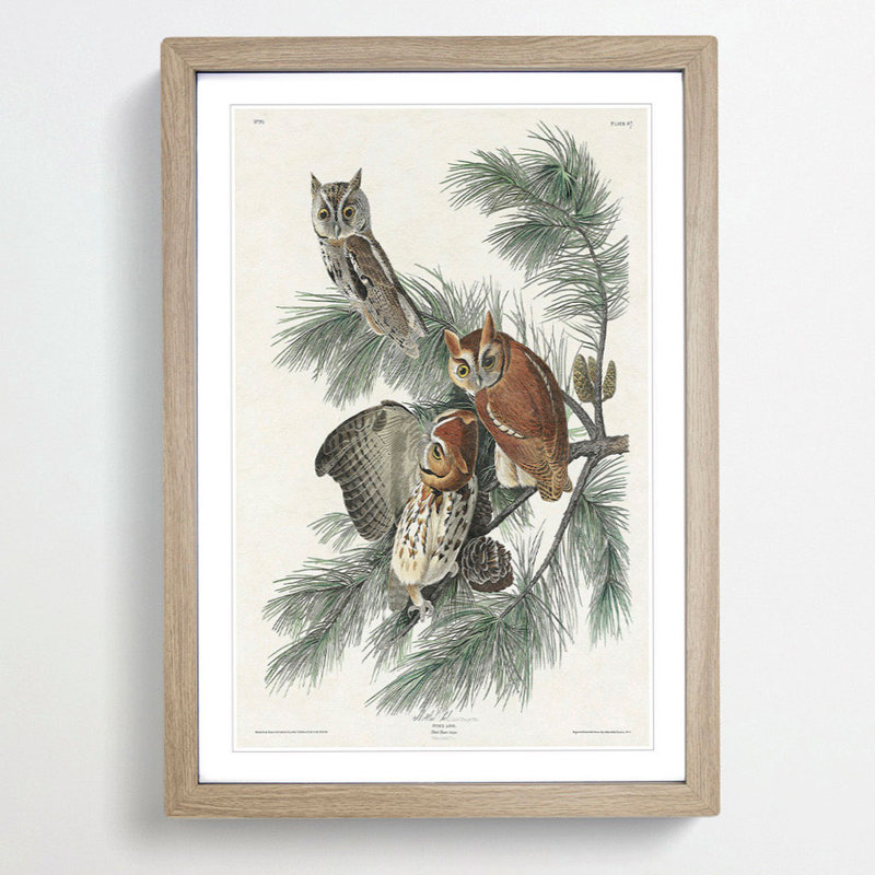 Little Screech Owls by John Audubon - Picture Frame Painting Print, Oak Framed, 65cm H x 48cm W x 2cm D