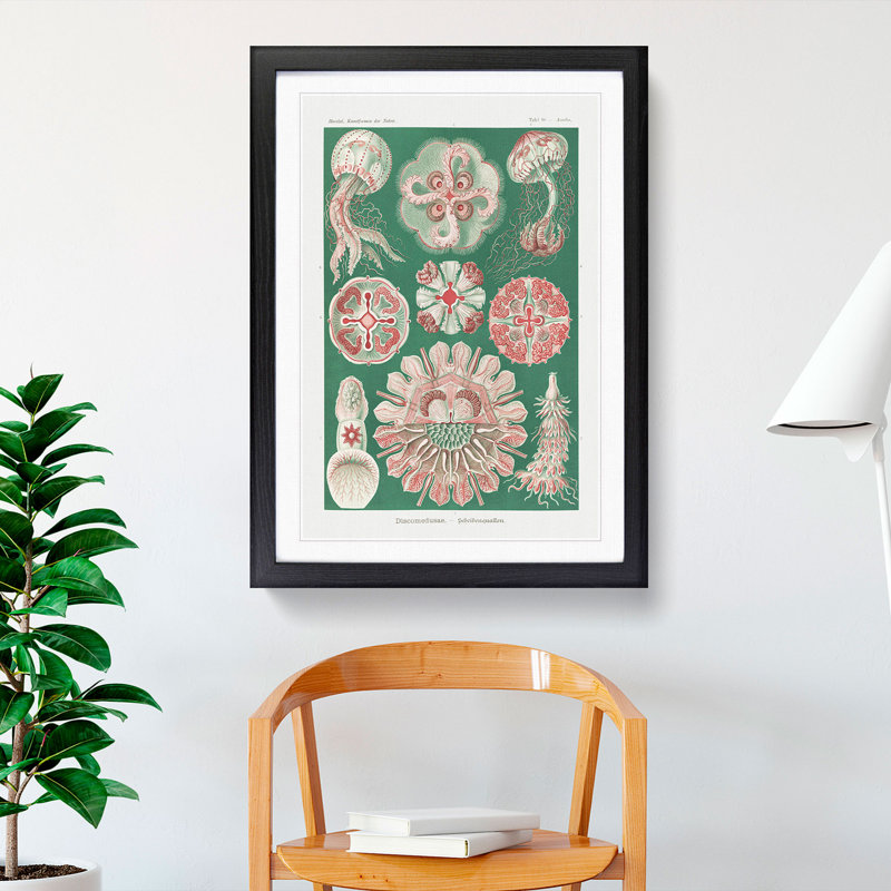 Discomedusae Jellyfish Vol.3 by Ernst Haeckel - Framed Print, 48cm H x 36cm W x 2cm D, Black Framed
