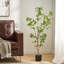 Pieris artificiel-1341383464