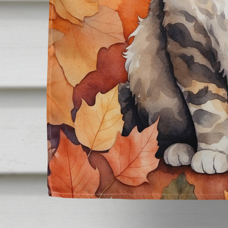 Chat en feuilles d'automne, Selkirk Rex