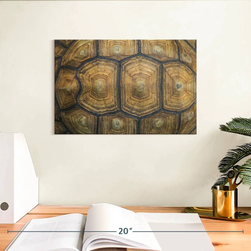 Brampt Giant Tortoise Shell, 8" H x 12" W